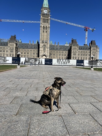 Leo my service dog on Parliament Hill